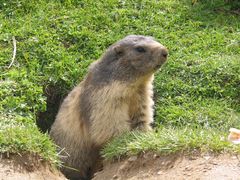 marmottes