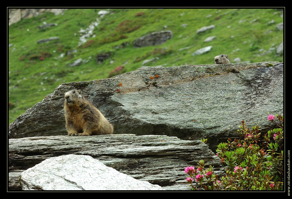 Marmottes - Juillet 2007 - 1