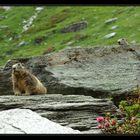 Marmottes - Juillet 2007 - 1