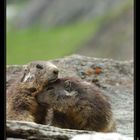 Marmottes - Juillet 2007 - 2