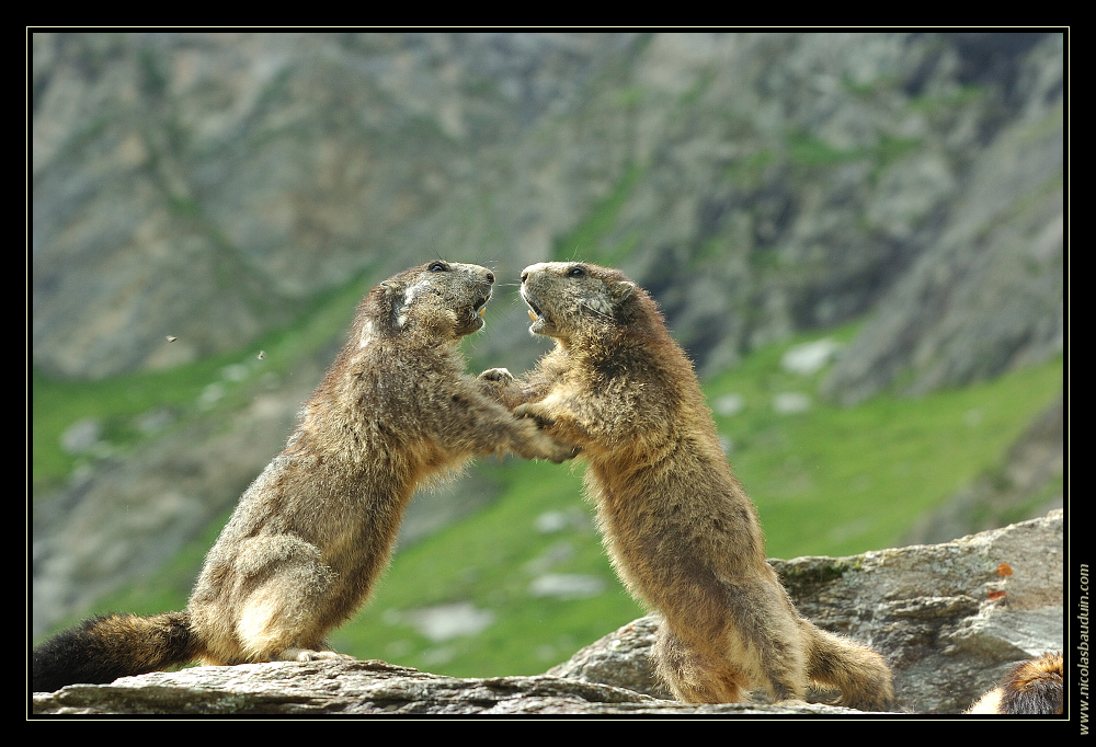 Marmottes - Juillet 2007 - 3