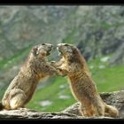 Marmottes - Juillet 2007 - 3