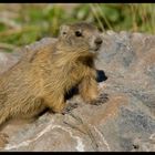 Marmotton