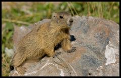 Marmotton