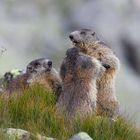 Marnmots fun