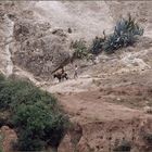 MAROC - OKKIMEDEN - "DEN PFAD HERUNTER"