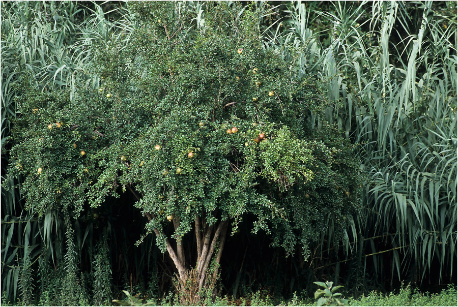 MAROC - OKKIMEDEN - "IM GARTEN DER GRANATÄPFEL"