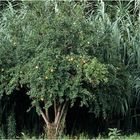 MAROC - OKKIMEDEN - "IM GARTEN DER GRANATÄPFEL"