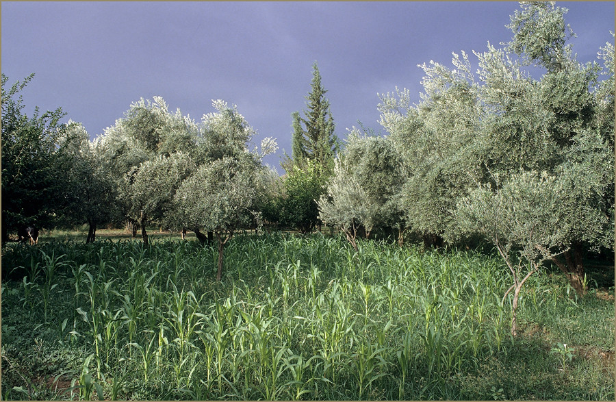 MAROC - OKKIMEDEN - PLANTAGENFELD