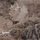 MAROC - OKKIMEDEN - "UNTERWEGS IN LICHTEN HÖHEN"