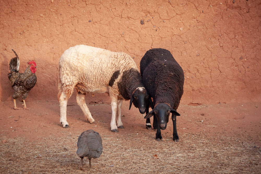 Marocco, Dar Tasmayoun