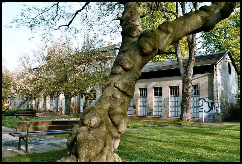 marode Orangerie im Frühling