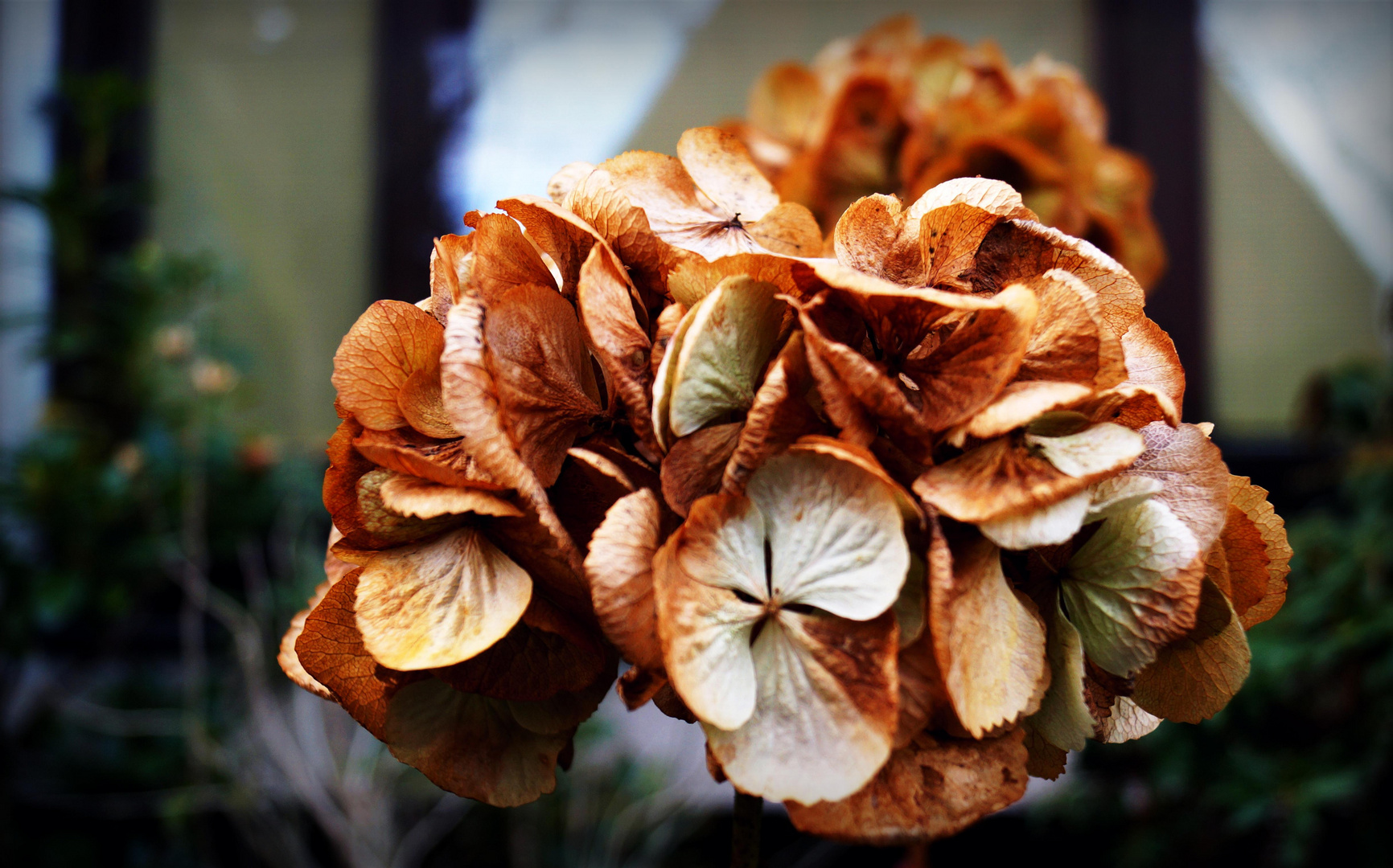 Marode Schönheit/ Hortensie