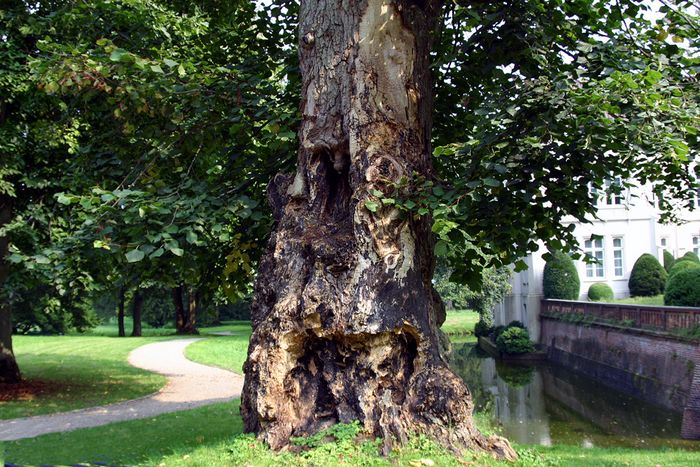 Maroder Baumstamm Schloß Evenburg In Leer Ostfriesland