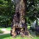 Maroder Baumstamm Schlo Evenburg In Leer Ostfriesland