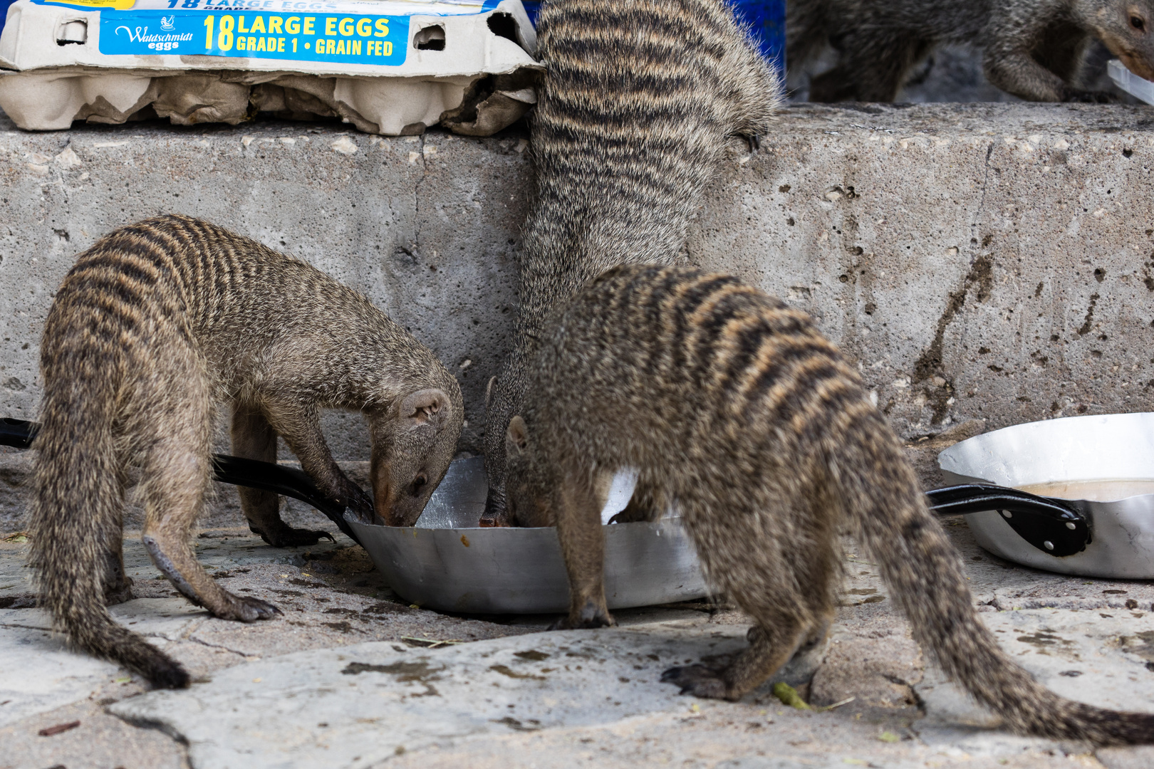 Marodierende Horde