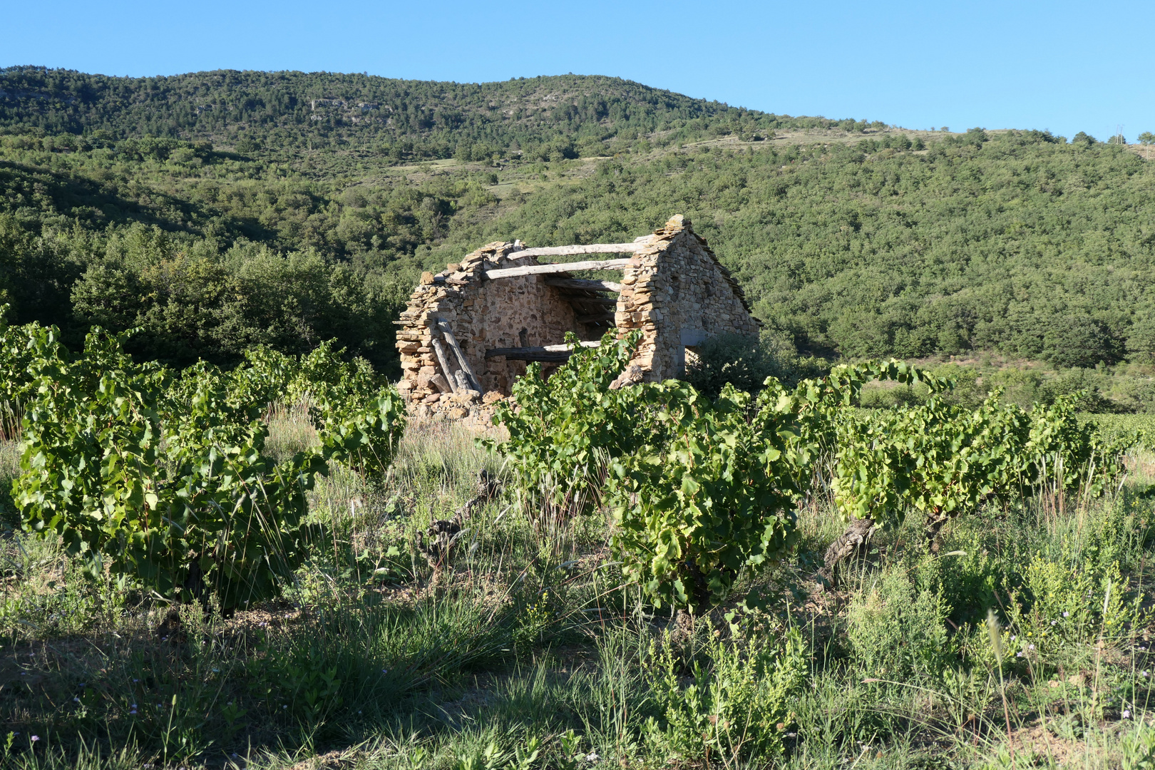 Marodistan im Weinberg