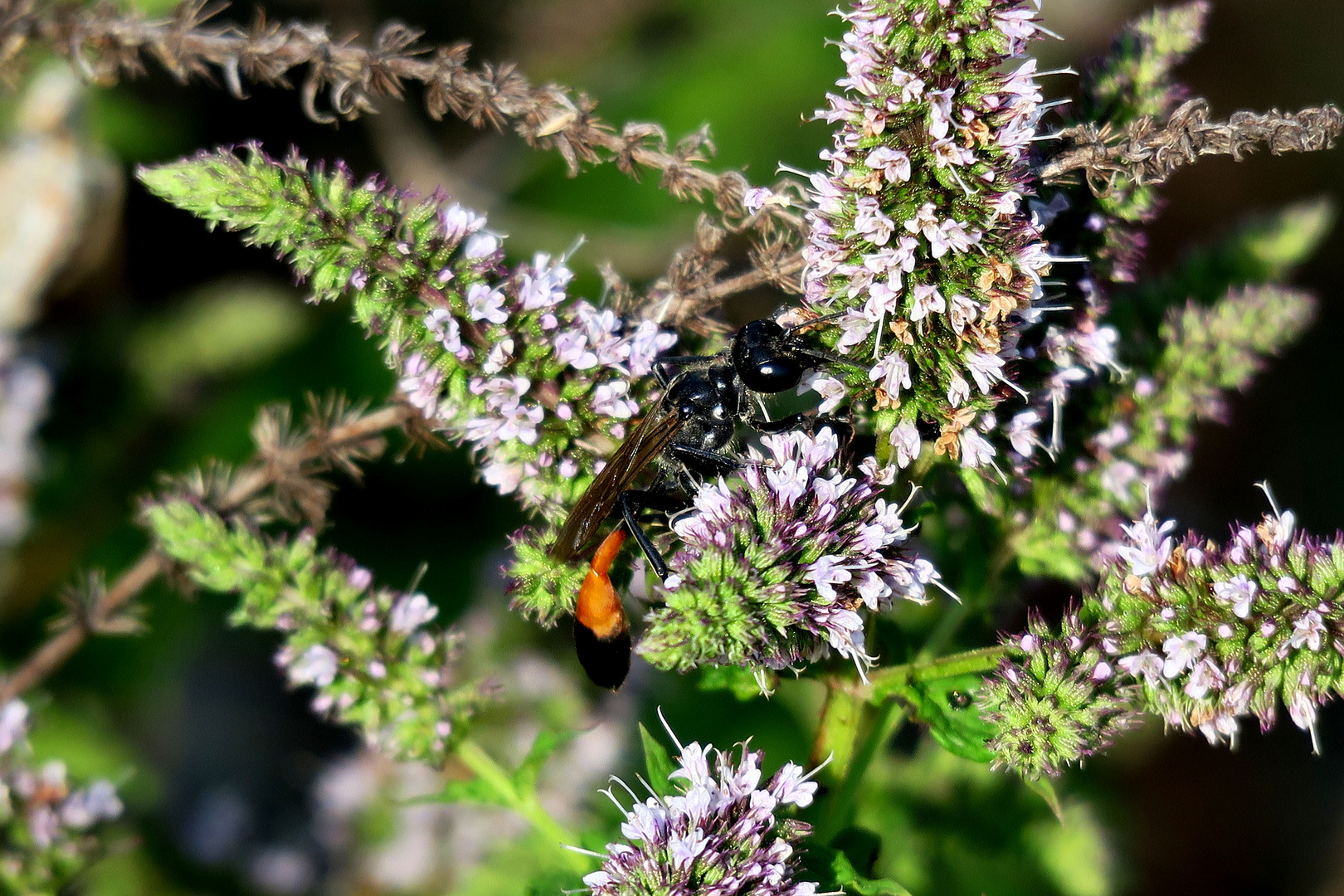 Marokkanische Minze im Garten von Häradsviken