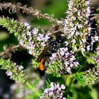 Marokkanische Minze im Garten von Häradsviken