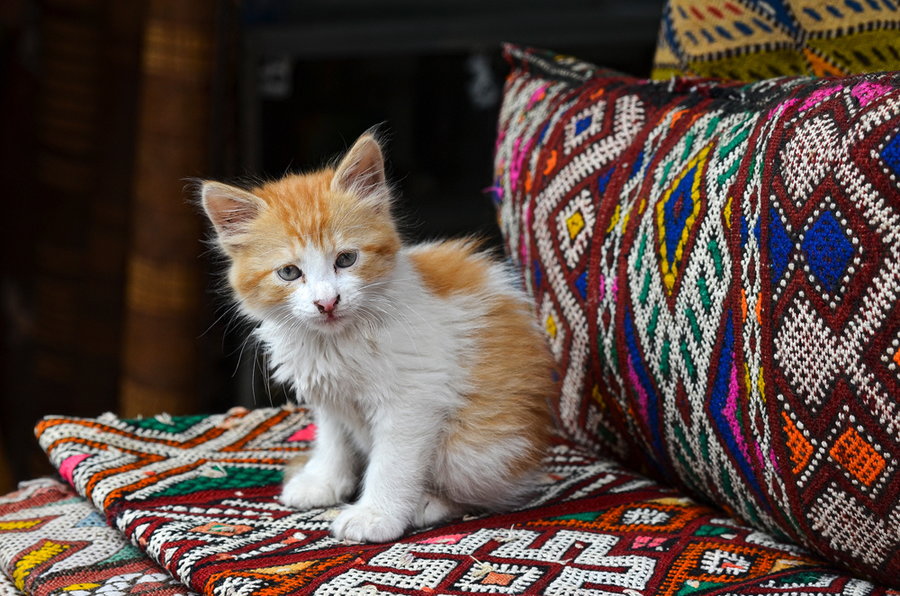 Marokkanische Straßenkatze