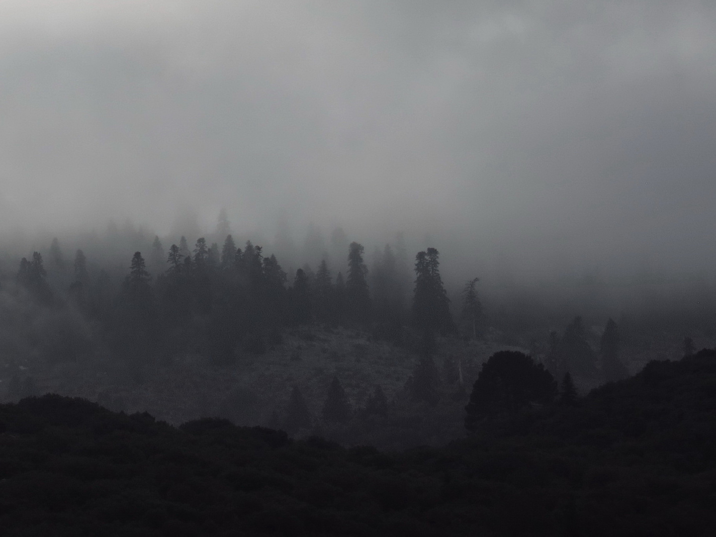 marokkanische Tannen im Nebel