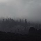 marokkanische Tannen im Nebel