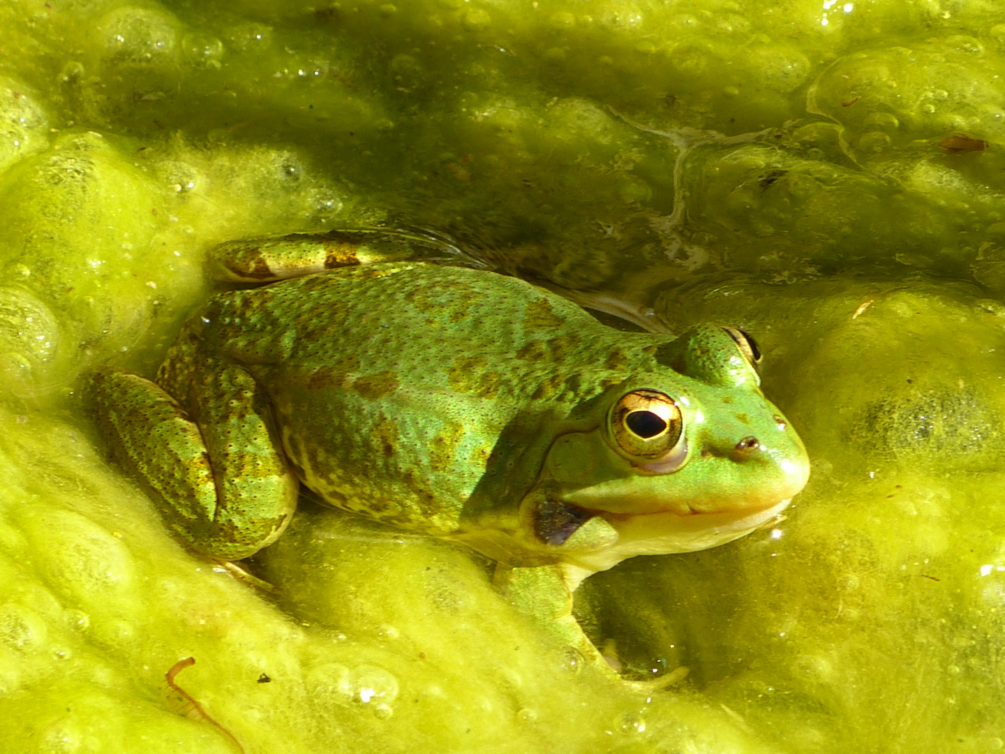 Marokkanischer Frosch