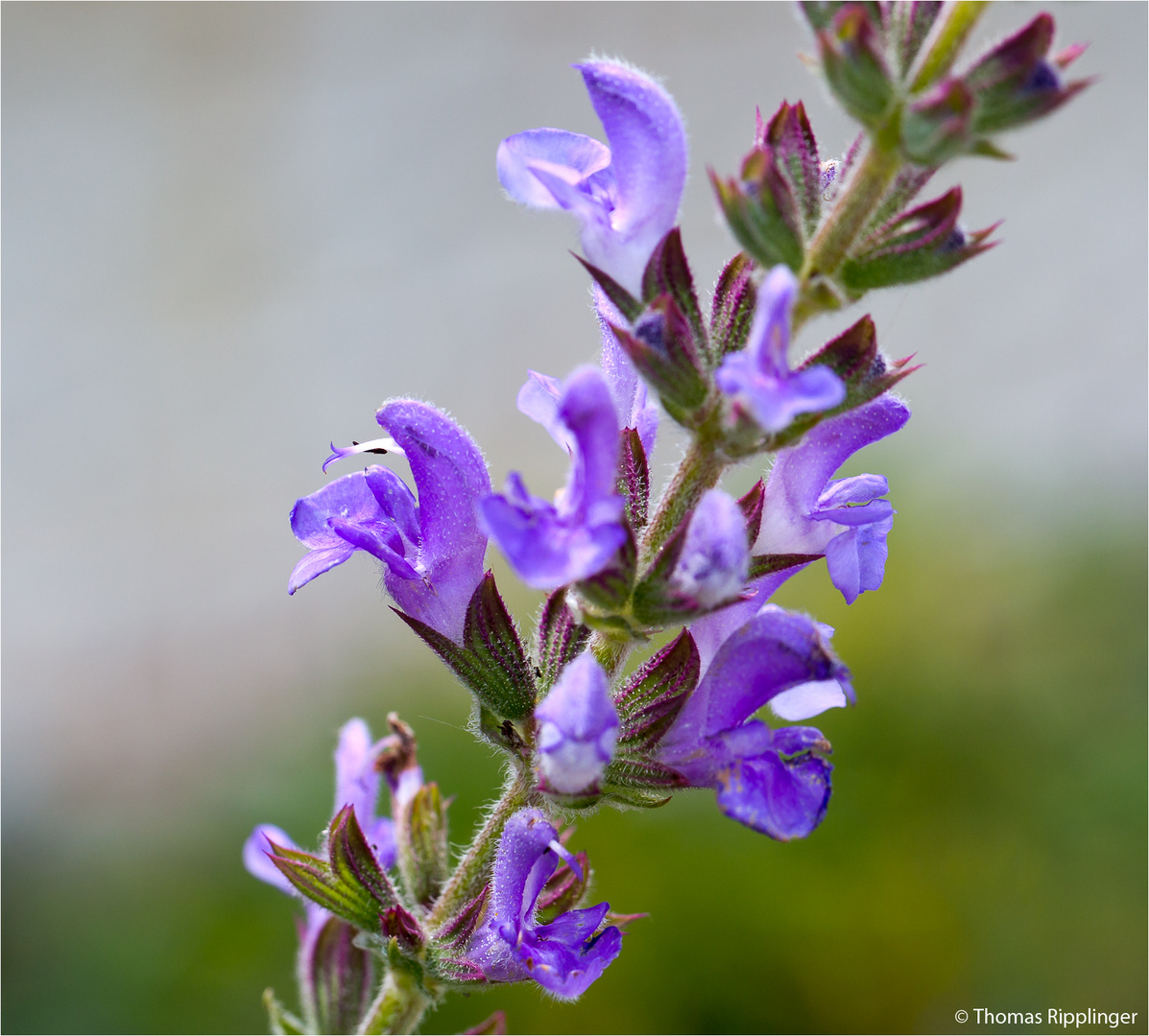 Marokkanischer - Salbei (Salvia taraxacifolia).