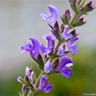 Marokkanischer - Salbei (Salvia taraxacifolia).