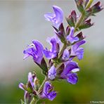 Marokkanischer - Salbei (Salvia taraxacifolia).