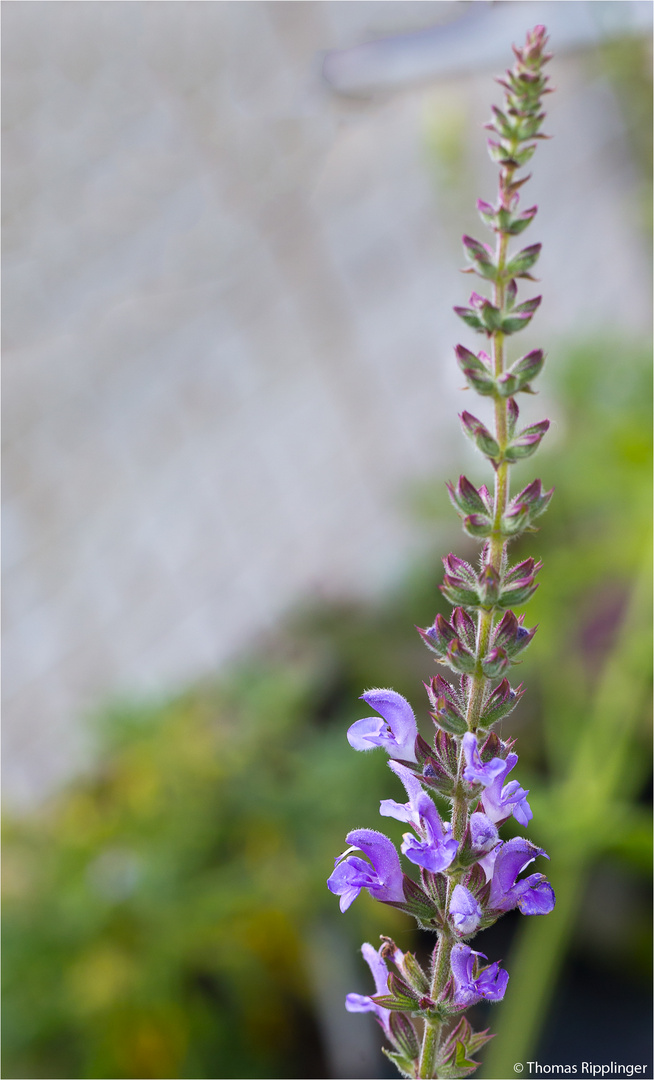 Marokkanischer - Salbei (Salvia taraxacifolia)...