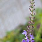 Marokkanischer - Salbei (Salvia taraxacifolia)...