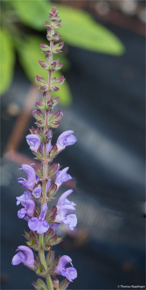 Marokkanischer Salbei (Salvia taraxacifolia) Foto & Bild pflanzen