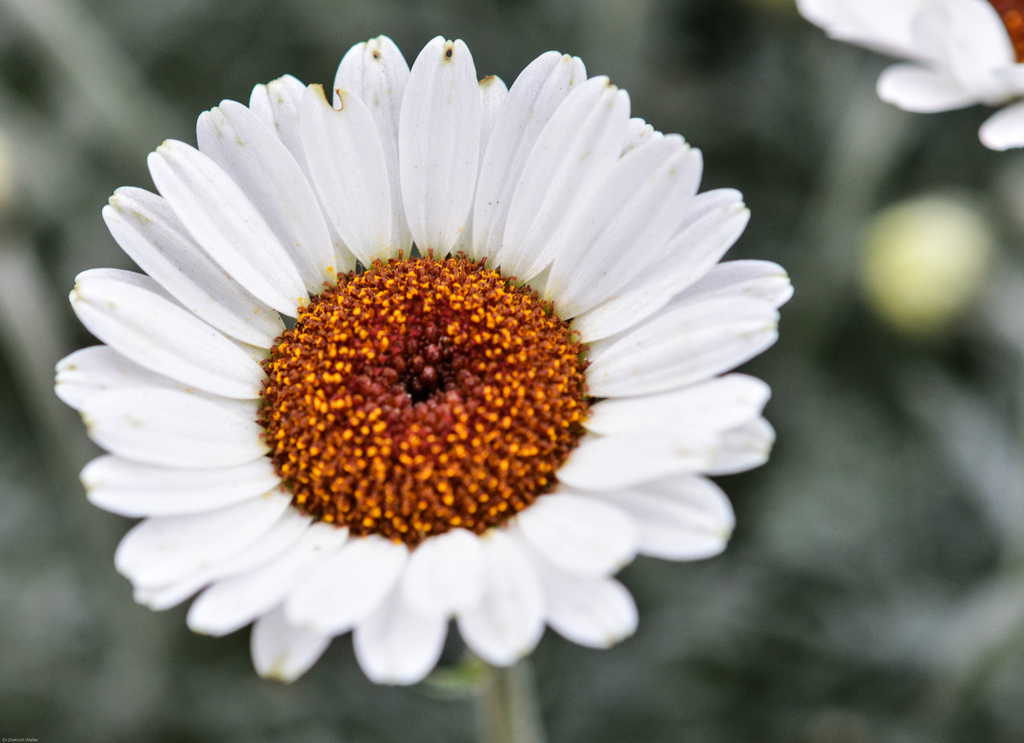 Marokkanisches Gänseblümchen (Rhodantemum)