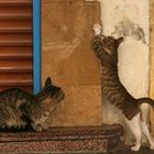 Marokkanisches Katzenleben