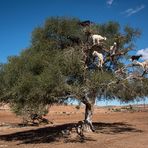 Marokko [14] – Ziegenbaum