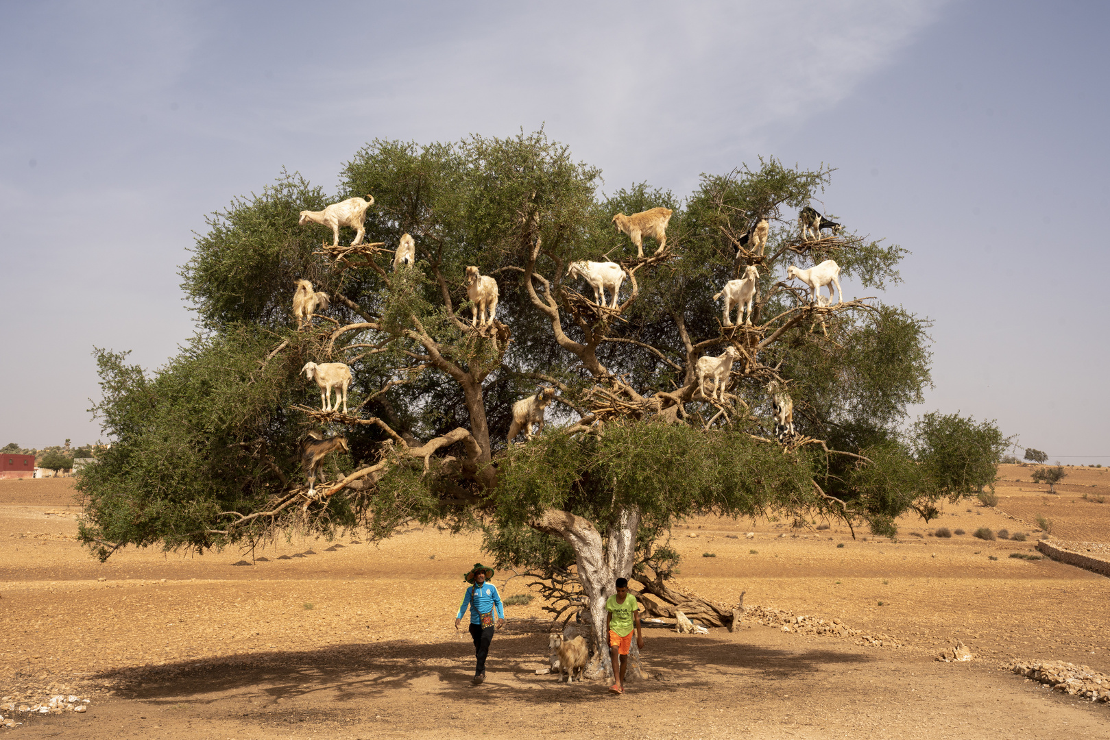 Marokko Arganbaum mit Bewohner