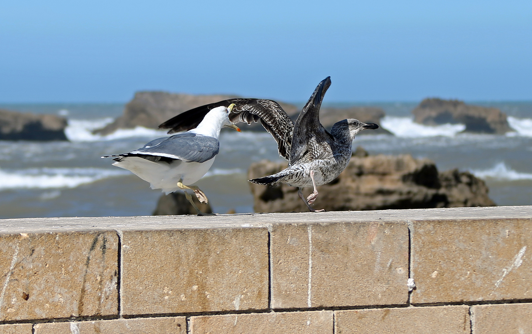 Marokko - Essaouira -  -3-