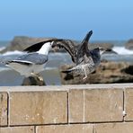 Marokko - Essaouira -  -3-