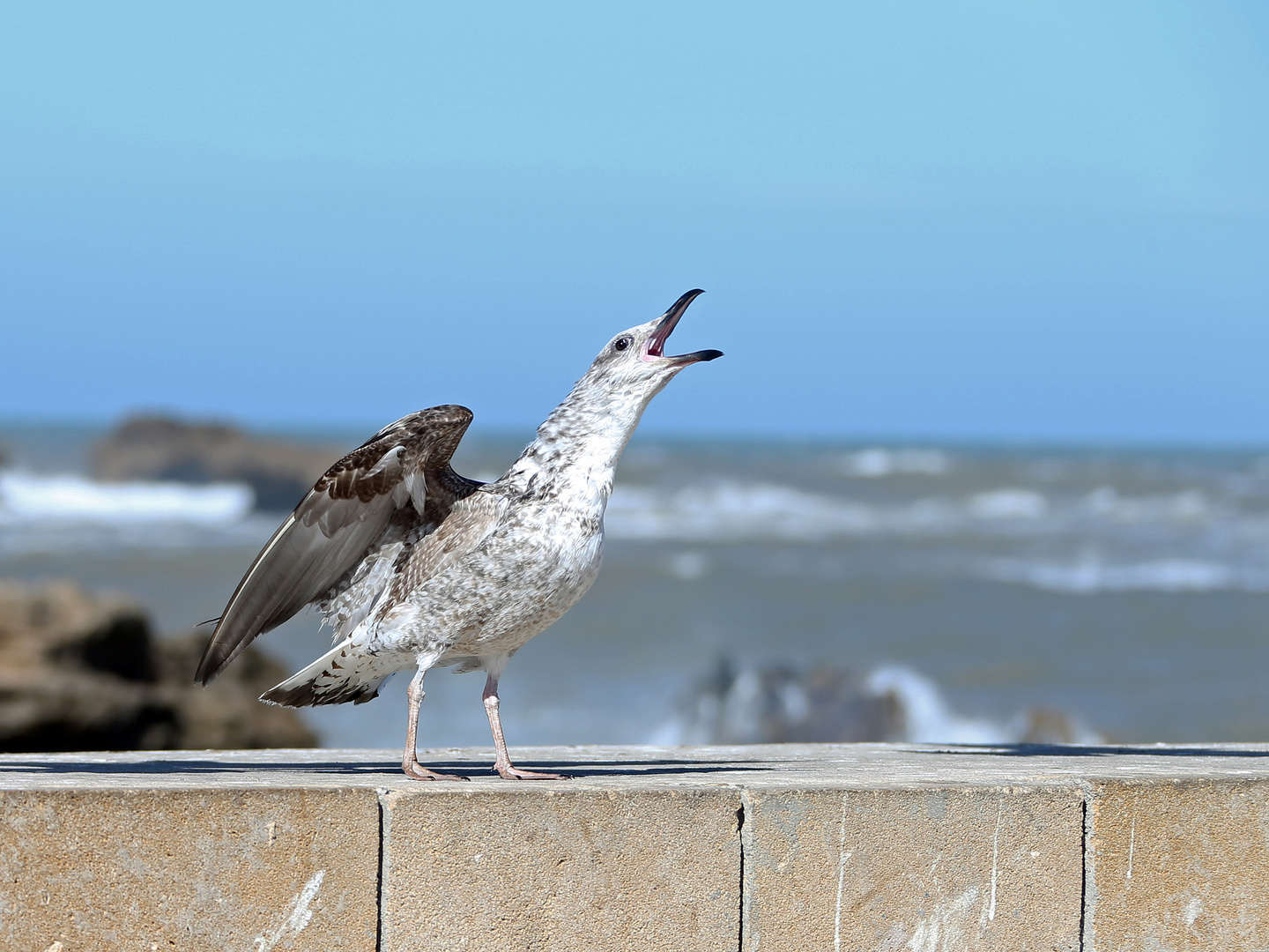 Marokko - Essaouira  - Möwen -1-