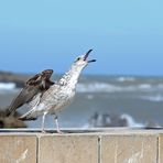 Marokko - Essaouira  - Möwen -1-