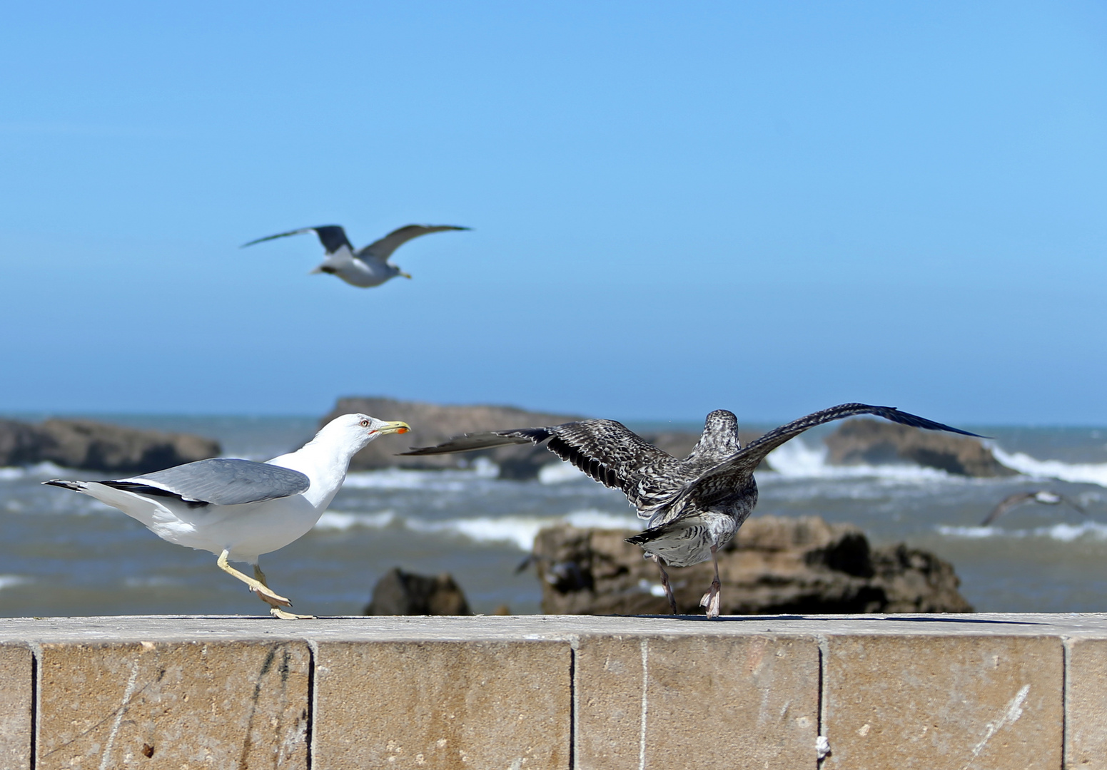 Marokko - Essaouira  - Möwen -2-