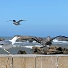 Marokko - Essaouira  - Möwen -2-