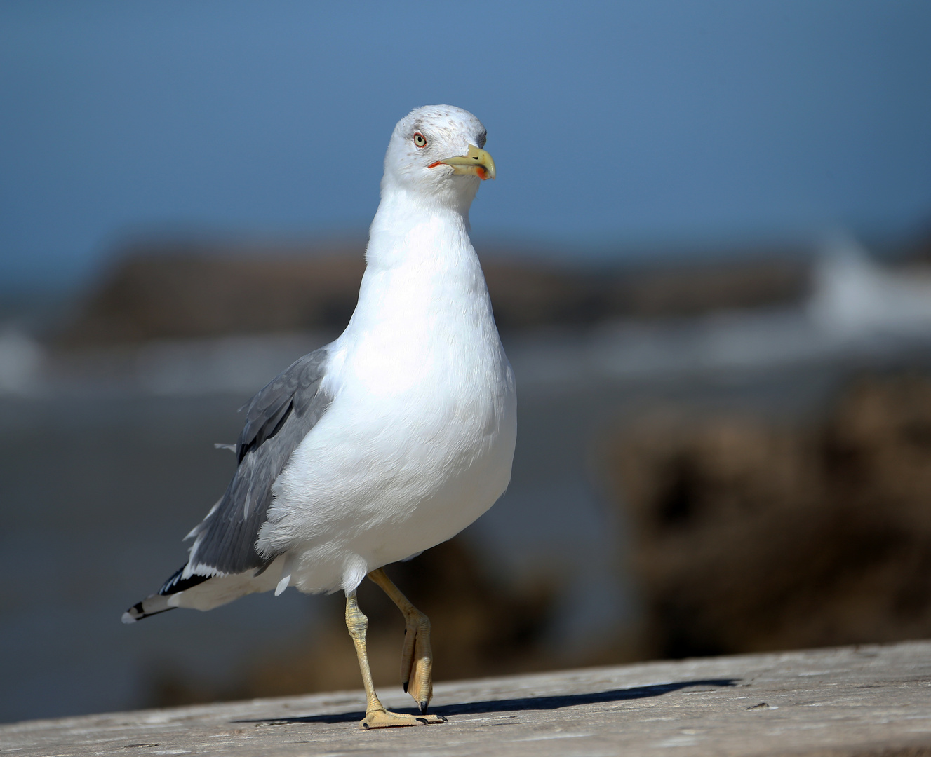 Marokko - Essaouira - Möwen -4-