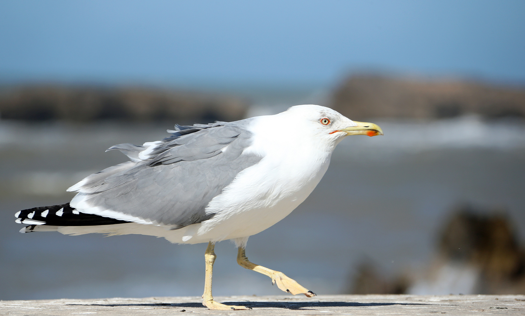 Marokko - Essaouira - Möwen -5-