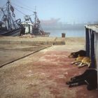 marokko essouira hunde