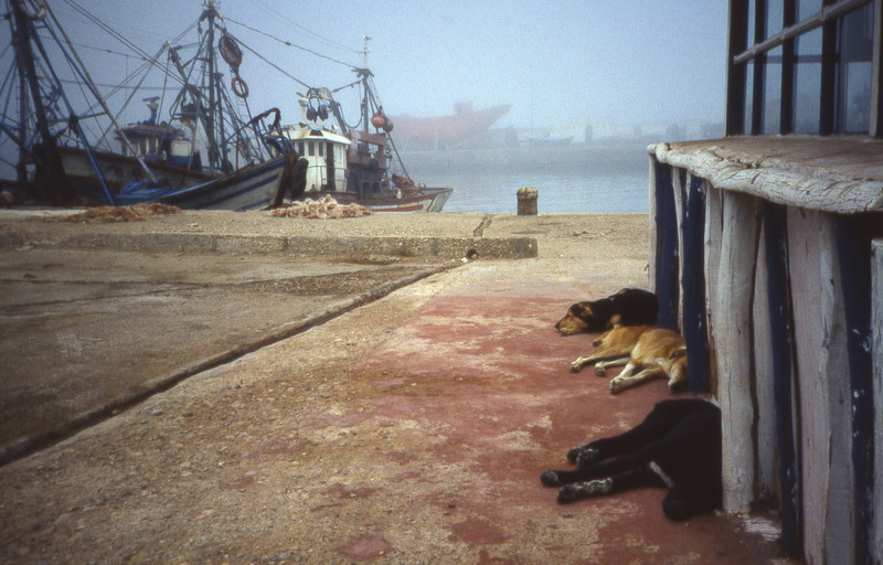 marokko essouira hunde