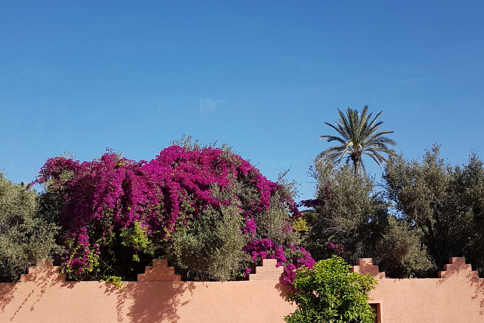 Marokko im Frühling - Marrakesch "Jardin Majorelle"