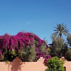 Marokko im Frühling - Marrakesch "Jardin Majorelle"