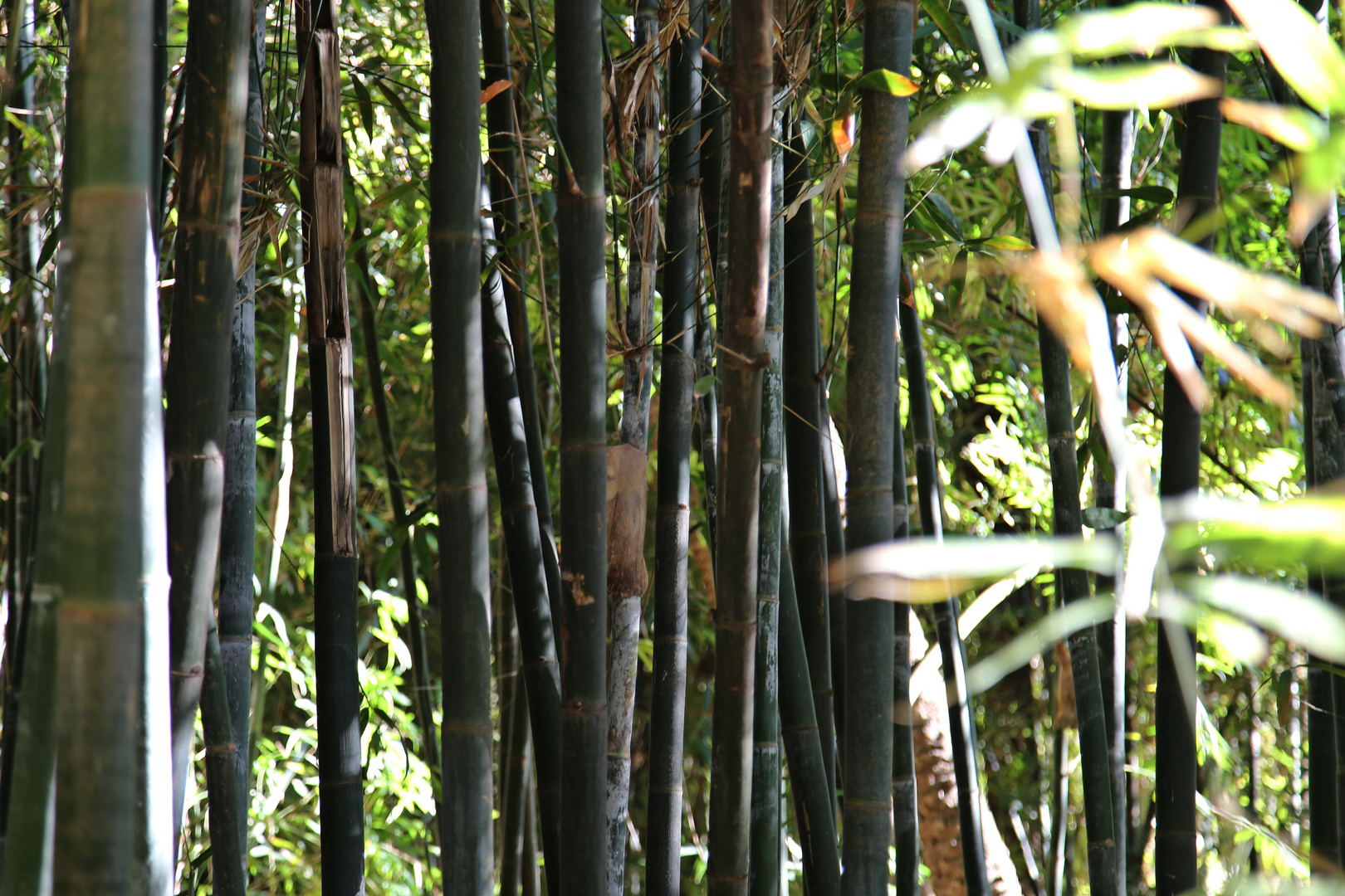 Marokko , Jardin Majorelle